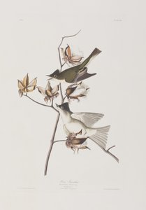 Illustration from 