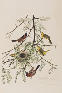 Illustration from 
