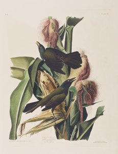 Illustration from 