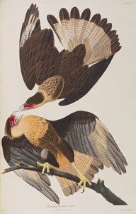 Illustration from 
