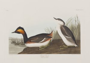 Illustration from 