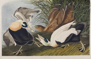 Illustration from 