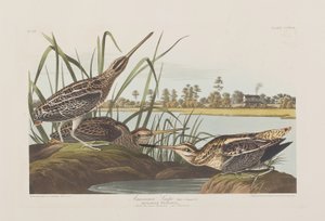 Illustration from 