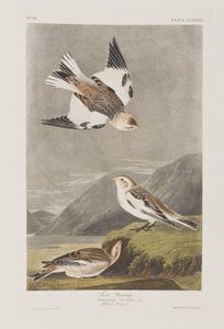 Illustration from 
