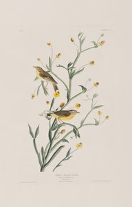 Illustration from 