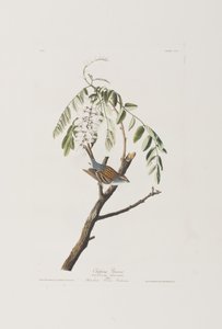 Illustration from 
