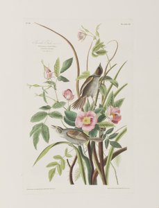 Illustration from 