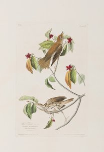 Illustration from 