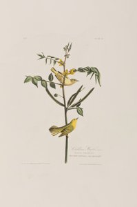Illustration from 