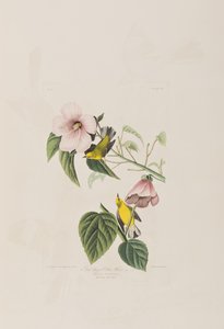 Illustration from 