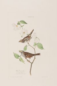 Illustration from 
