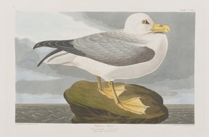 Illustration from 