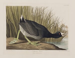 Illustration from 