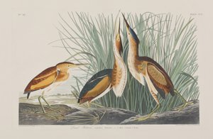 Illustration from 