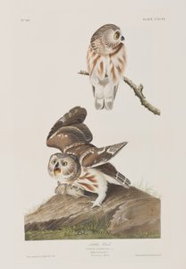 Illustration from 