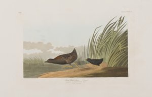 Illustration from 
