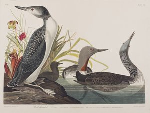 Illustration from 