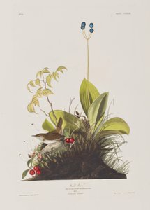 Illustration from 
