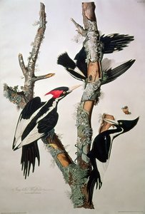 Ivory-billed Woodpecker, from 