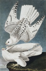 Jer or Iceland Falcon, Falco Islandicus, from The Birds of America by John J. Audubon, pub. 1827-38