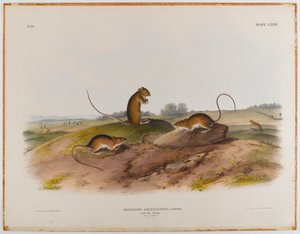 Jumping mouse