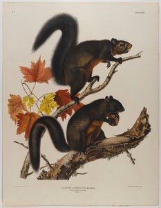 Long-Haired Squirrel