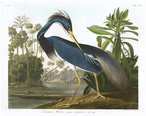 Louisiana Heron by John James Audubon