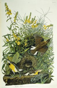 Meadow Lark, 1832 by John James Audubon