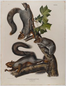 Migratory squirrel