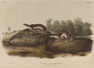 Mustella Fusca