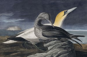 Northern Gannet, Morus Bassanus (from 