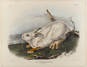 Northern hare (winter pelage)