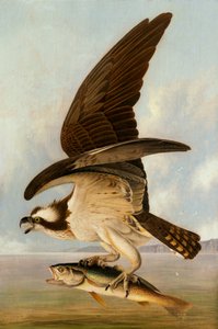 Osprey and Weakfish