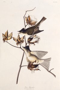 Pewit Flycatcher. From The Birds of America by John James Audubon