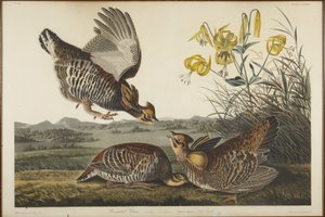 Pinnated Grouse by John James Audubon