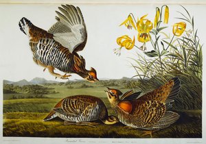 Pinnated Grouse. Greater Prairie Chicken by John James Audubon