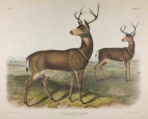 Columbian Black-Tailed Deer by John James Audubon