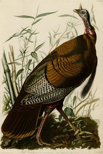 Plate 1 of Birds of America Depicting Wild Turkey by John James Audubon
