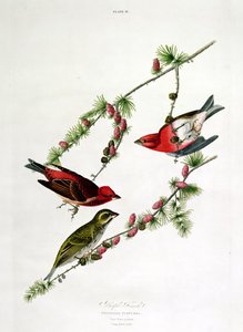 Purple Finch, from 