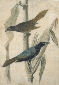 Purple Grackle