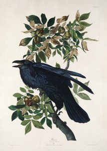 Raven from Birds of America (1827) by John James Audubon