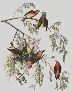Red Crossbill, Loxia Curvirostra, from 