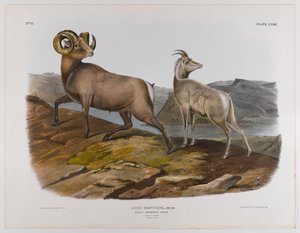 Rocky Mountain sheep, 1845
