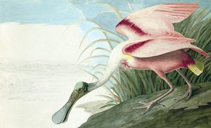 Roseate Spoonbill, Platalea Ajaja, from The Birds of America by John J. Audubon, pub. 1827-38 by John James Audubon