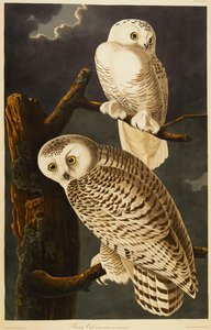 Snowy Owl by John James Audubon