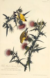 The American goldfinch. From The Birds of America, 1827-1838 by John James Audubon