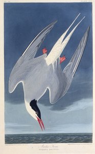 The Arctic tern (from The Birds of America, 1827-1838) by John James Audubon