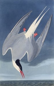 The Arctic tern. From The Birds of America by John James Audubon