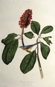 The Canada Warbler. From The Birds of America by John James Audubon