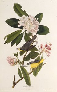 The Canada warbler, from The Birds of America by John James Audubon
